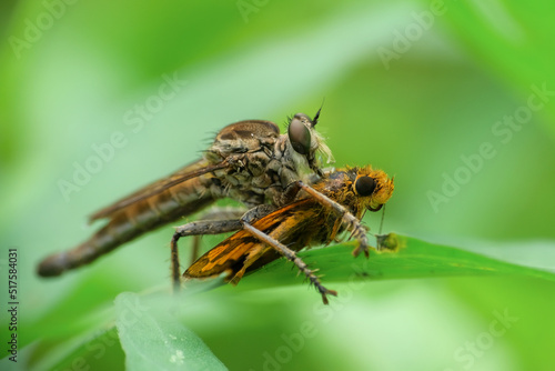 Robber fly pounces on prey on leaves isolated on blurred background