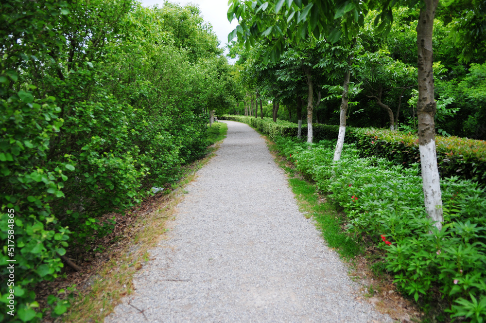 a hiking trail in the wild woods a hiking trail in the wild woods