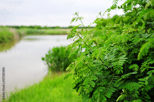 a river in the wild and plants on its banks