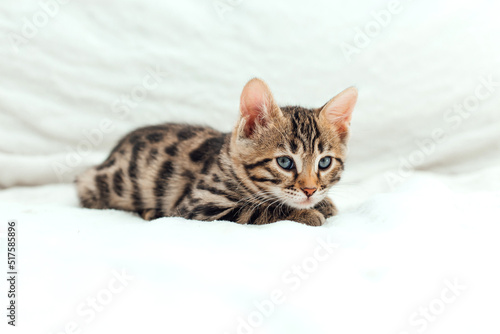 Little bengal kitten on the white fury blanket