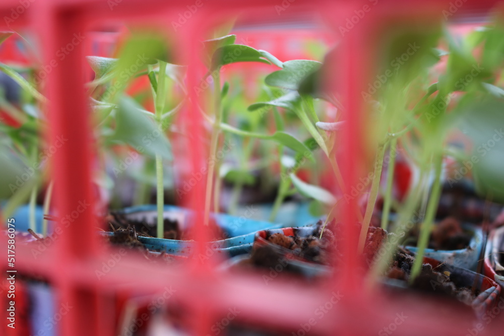 vegetable seedlings in recycled paper pots vegetable seedlings in recycled paper pots