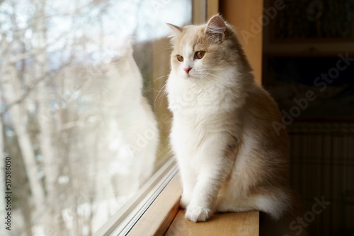かわいい猫