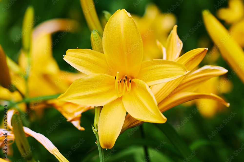 Broad dwarf day lily, ニッコウキスゲ Broad dwarf day lily, ニッコウキスゲ