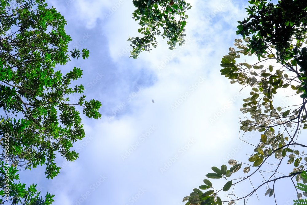 Leaves and cloudy sky. Sky wallpaper. Cloudy blue sky. Leaves and cloudy sky. Sky wallpaper. Cloudy blue sky.