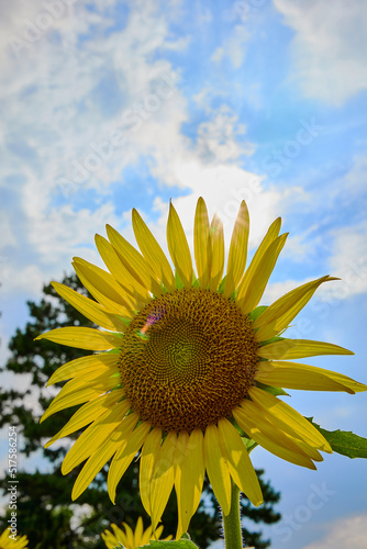 Sunflower and Sun, ヒマワリと太陽