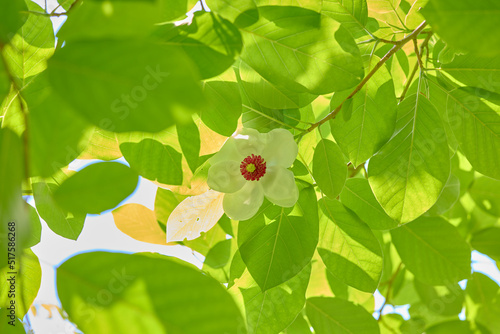 Magnolia sieboldii, オオヤマレンゲ