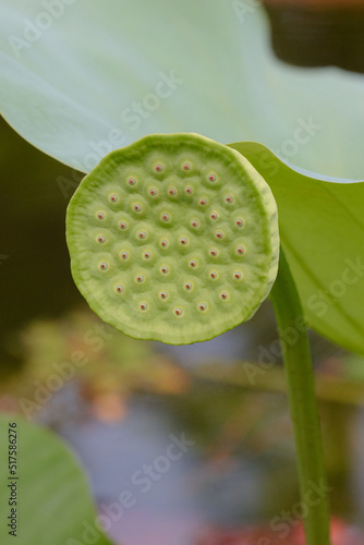 Lotus Receptacle, ハスの花托