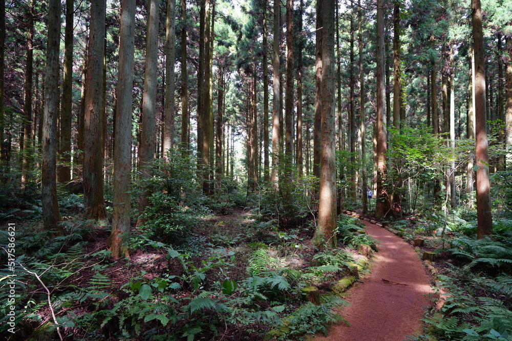 Fototapeta premium refreshing cedar forest in the gleaming sunlight