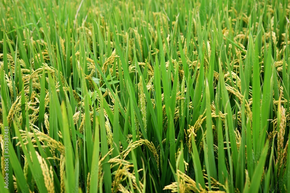 Obraz premium a green rice field under the sun