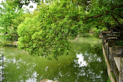 a tree branch hanging on a pond