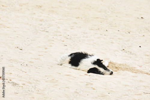 black and white dog on the beach