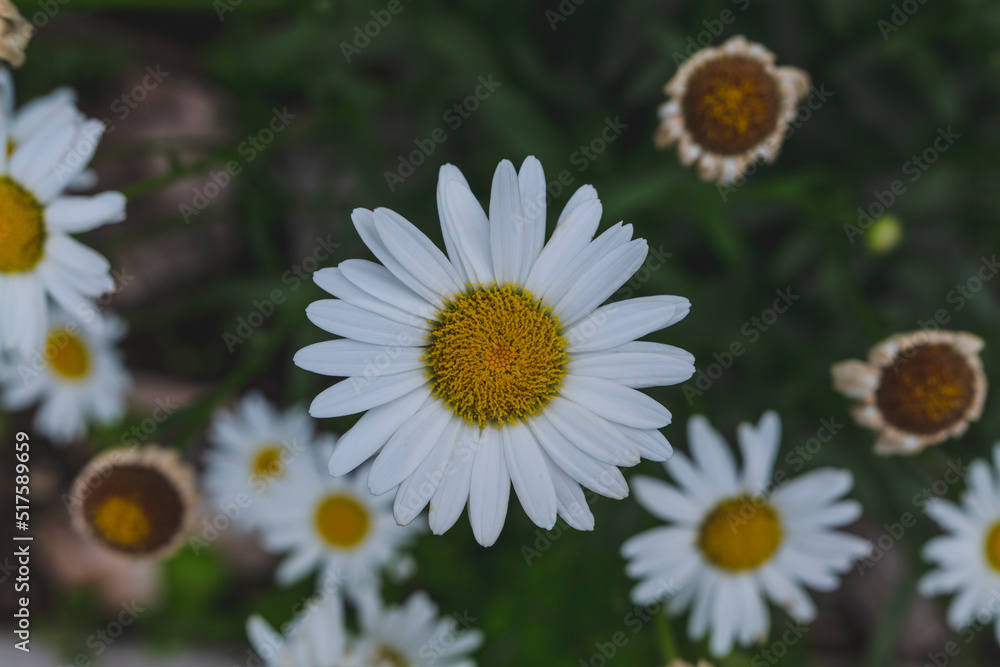 Beautiful white daisy close up, sunny day. Herbal tea. Oxeye daisy or dog daisy in a sunny summer garden, fresh natural outdoor and floral background. High-quality photo Beautiful white daisy close up, sunny day. Herbal tea. Oxeye daisy or dog daisy in a sunny summer garden, fresh natural outdoor and floral background. High-quality photo