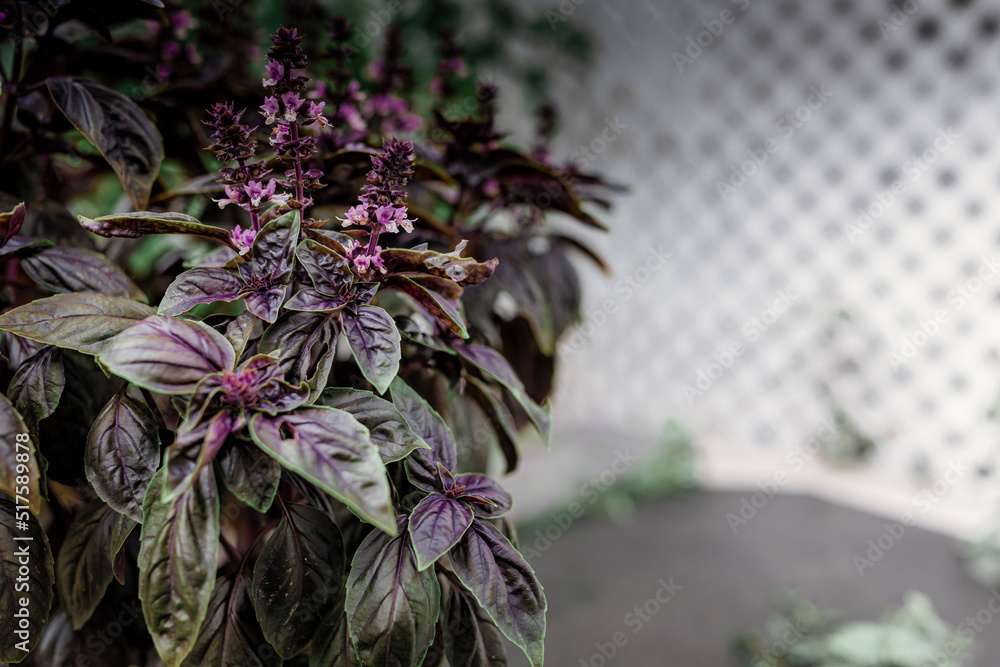 Selective focus. Purple Dark Opal Basil plant blooming in the garden bed, purple basil flowers. Seasoning of basil growing in the garden. Healthy herb used in salads. High-quality photo Selective focus. Purple Dark Opal Basil plant blooming in the garden bed, purple basil flowers. Seasoning of basil growing in the garden. Healthy herb used in salads. High-quality photo