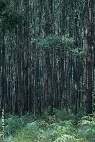 forest in the forest