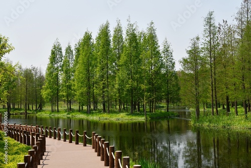 green woods by the river bank