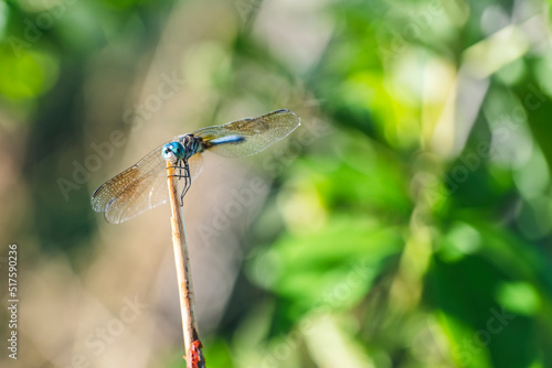 Macro of beautiful dragonfly and blur bokeh background. High-quality photo © Ekaterina