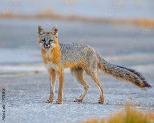 Gray Fox 