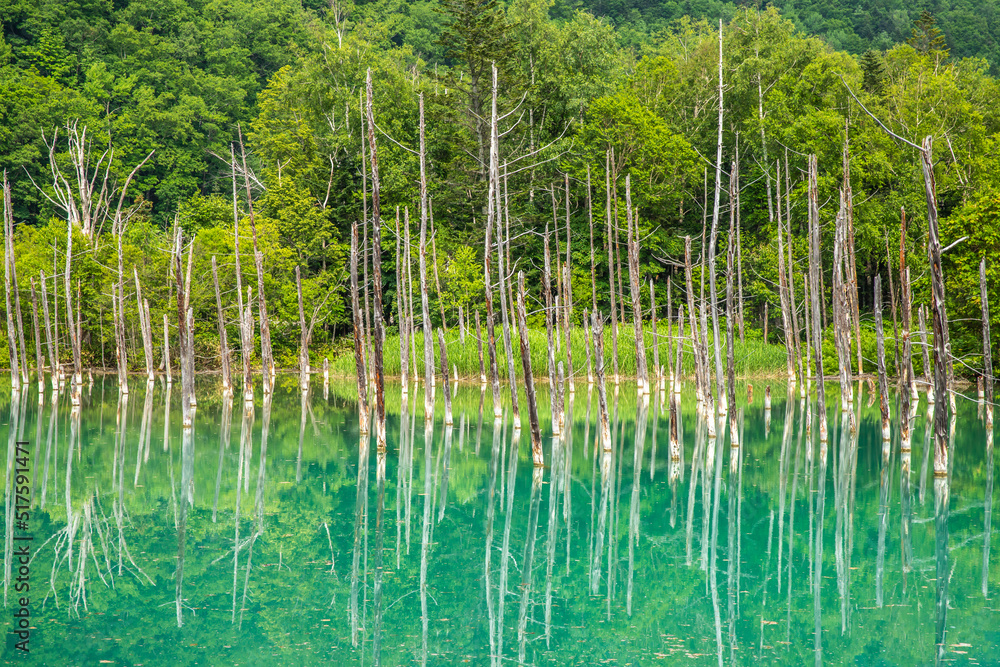 北海道　青い池の絶景
