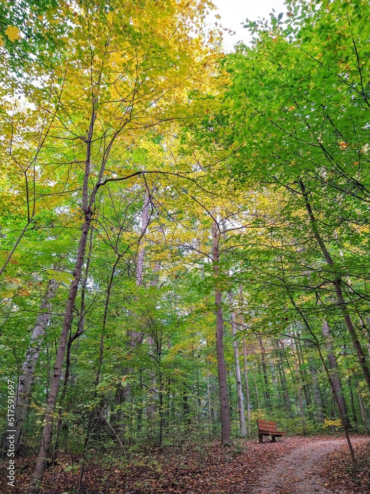 Fototapeta premium Park Bench in Autumn Forest