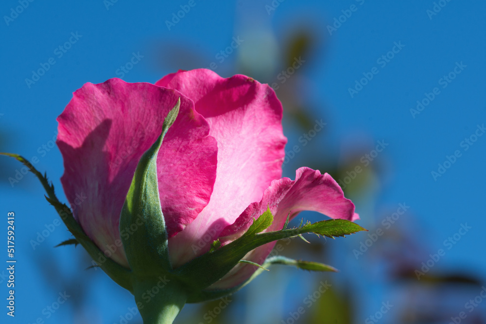 Close-up of a beautiful bright red rose shot from below isolated on blue sky background.