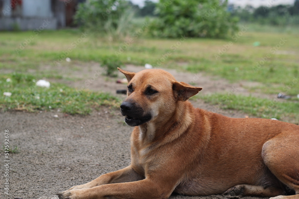 An adorable stray dog, A brown dog sitting