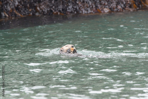 Sea otter eating a shellfish