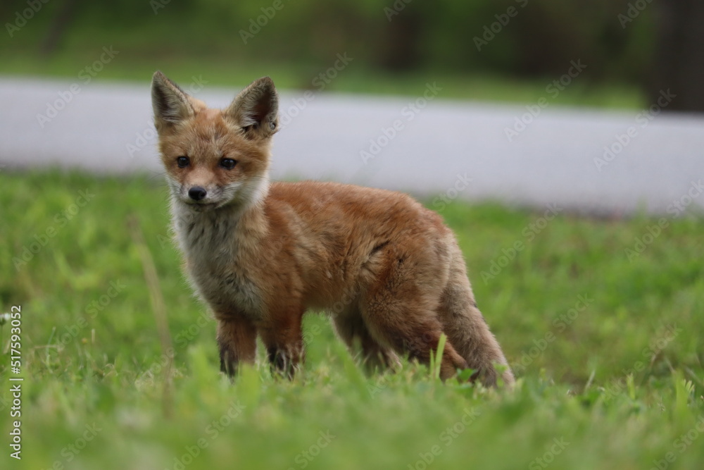 Fototapeta premium red fox cub