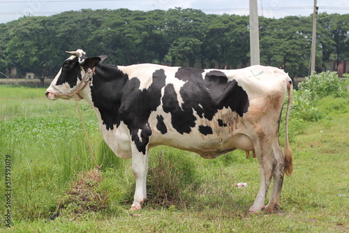 Cow grazing on a meadow, a cow standing on a grassland