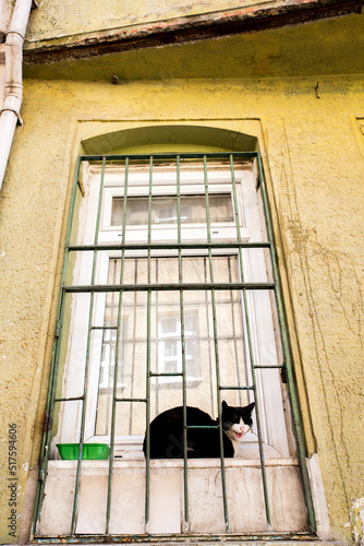 cat in the window