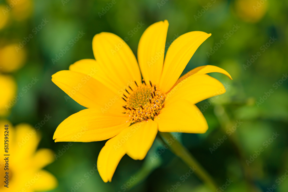 ヒマワリモドキの花 ヒマワリモドキの花