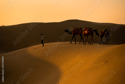 camels in the desert © Hnz