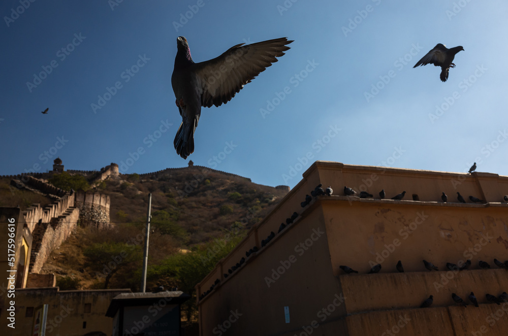 Fototapeta premium doves in the fort