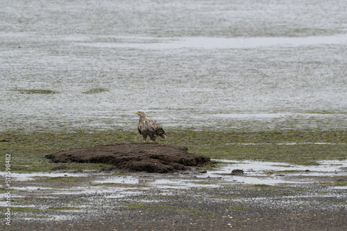 White-tailed eagle standing on the shore photo