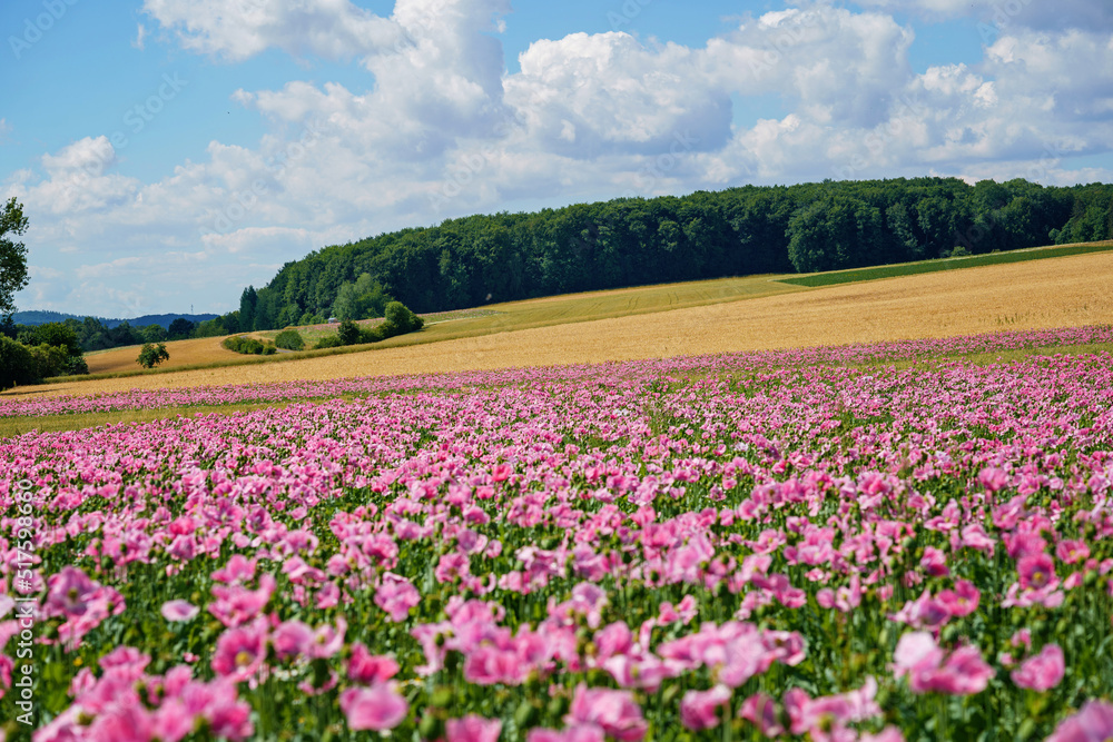 Panorama of a field of rose corn poppy. Beautiful landscape view on summer meadow. Germany.