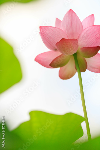 蓮の花