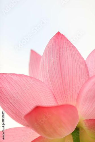 Wallpaper Mural 蓮の花びら Torontodigital.ca