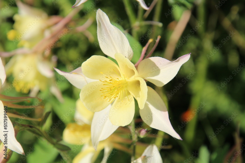yellow flowers of a lily
