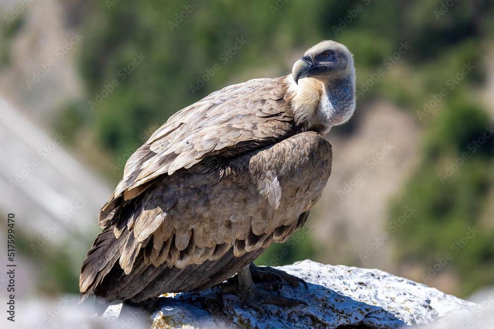 Fototapeta premium Portrait of a griffon vulture on the edge of a cliff