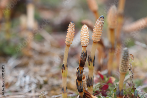 Flowering weed field horsetail.