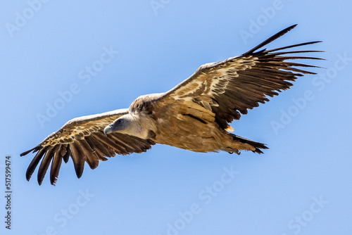 Griffon vulture in flight in the Baronnies, France © serge