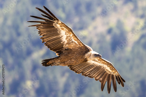 Griffon vulture in flight in the Baronnies, France © serge