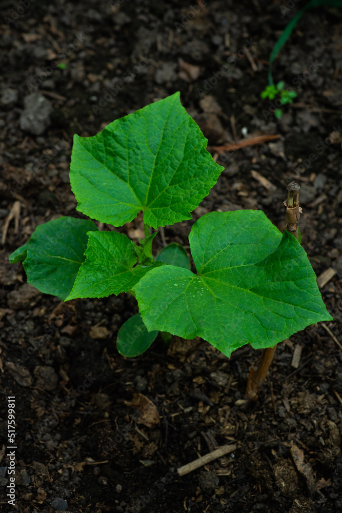 Squash plant growth in the garden. Shallow depth of field. Squash plant growth in the garden. Shallow depth of field.
