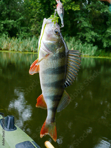  Perch caught on a wobbler on the background of the river