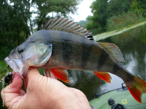 Perch in the fisherman's hand on the background of the river.