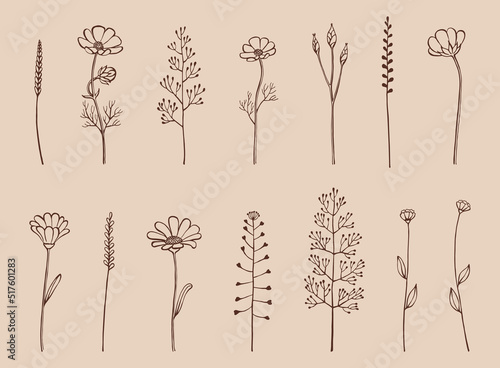 Set of herbs and wild flowers. Hand drawn floral elements. Vector illustration.