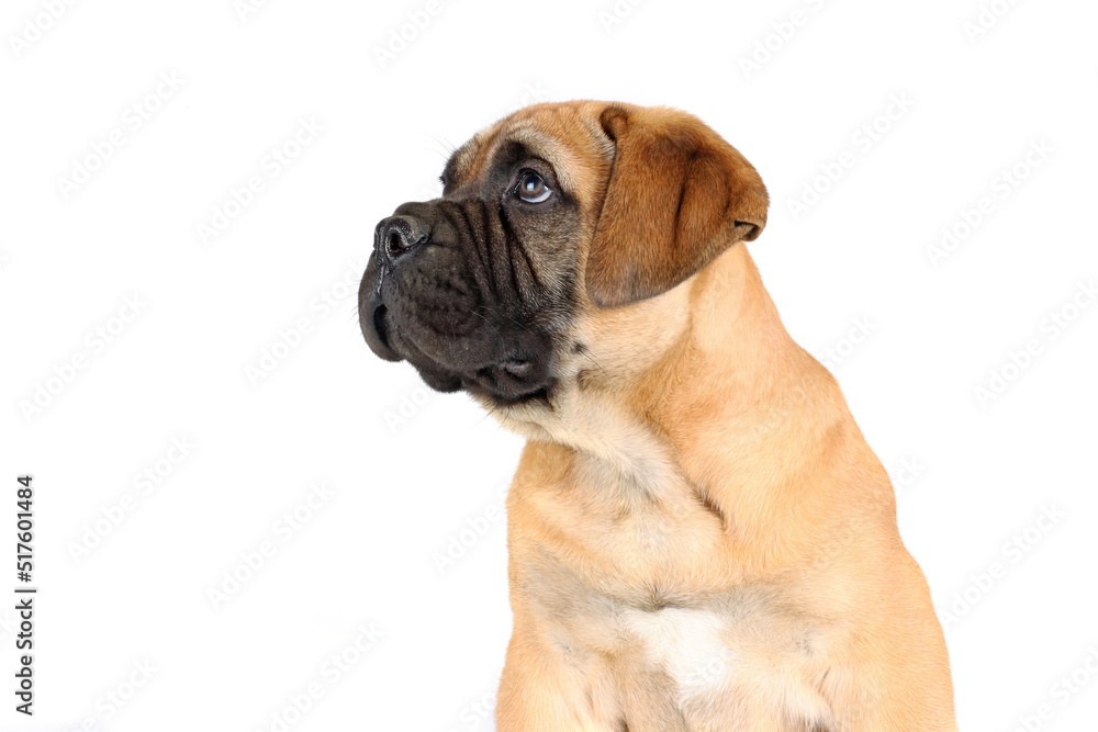 head of puppy  isolated on white background