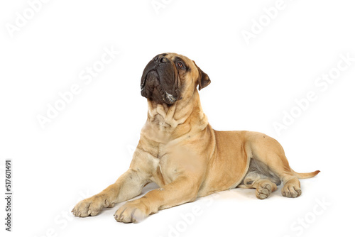 lying dog who looking up  isolated on white background © eds30129