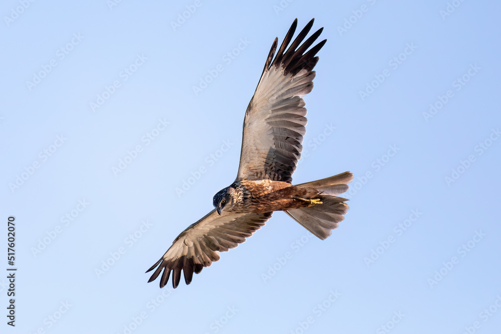 Marsh Harrier, Circus aeruginosus, Birds of prey, Europe Wildlife