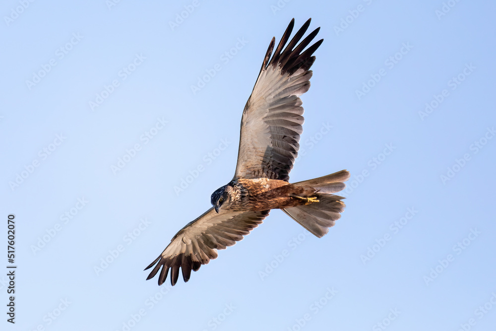 Marsh Harrier, Circus aeruginosus, Birds of prey, Europe Wildlife Marsh Harrier, Circus aeruginosus, Birds of prey, Europe Wildlife