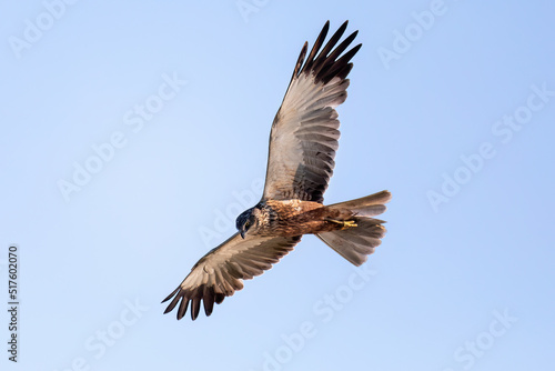 Marsh Harrier, Circus aeruginosus, Birds of prey, Europe Wildlife